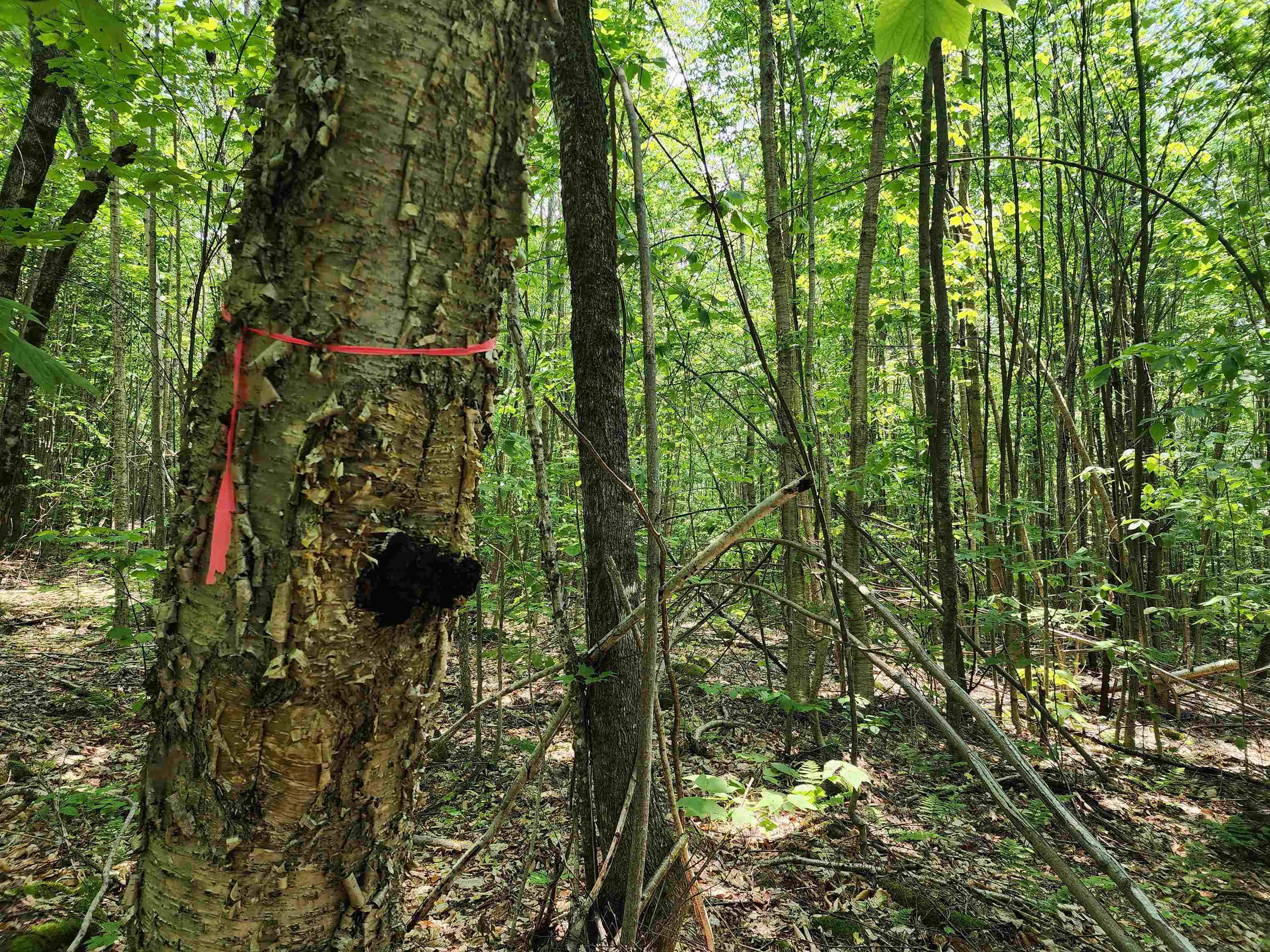 0 Mud Pond Road Dummer, NH 03588 - Photo 11 of 13