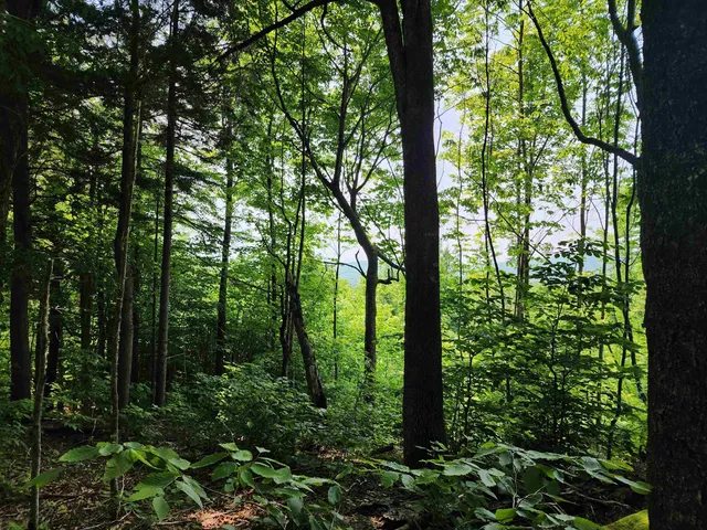 $215,000 | 0 Mud Pond Road, Dummer, NH 03588