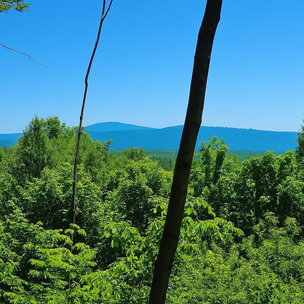 0 Mud Pond Road Dummer, NH 03588 - Photo 13 of 13