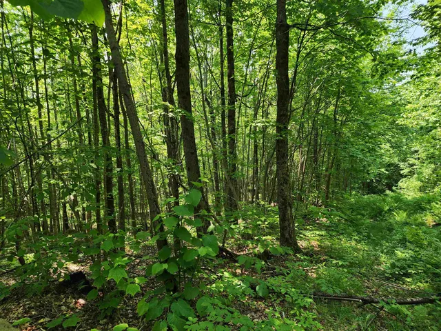 $215,000 | 0 Mud Pond Road, Dummer, NH 03588