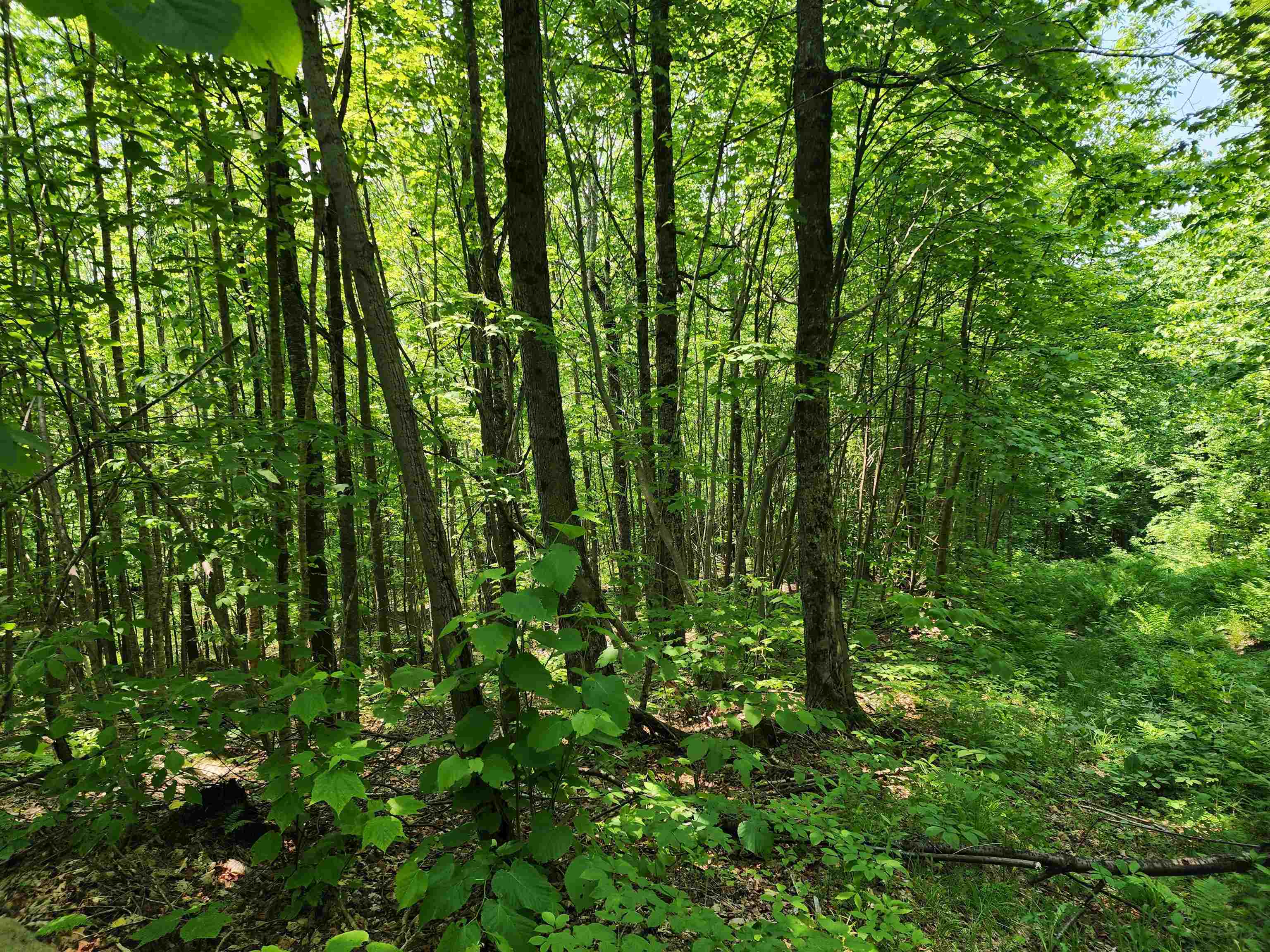 0 Mud Pond Road Dummer, NH 03588 - Photo 6 of 13