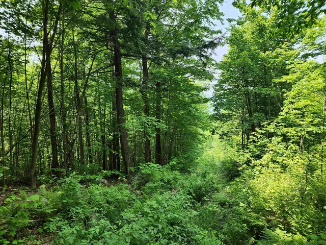 $215,000 | 0 Mud Pond Road, Dummer, NH 03588