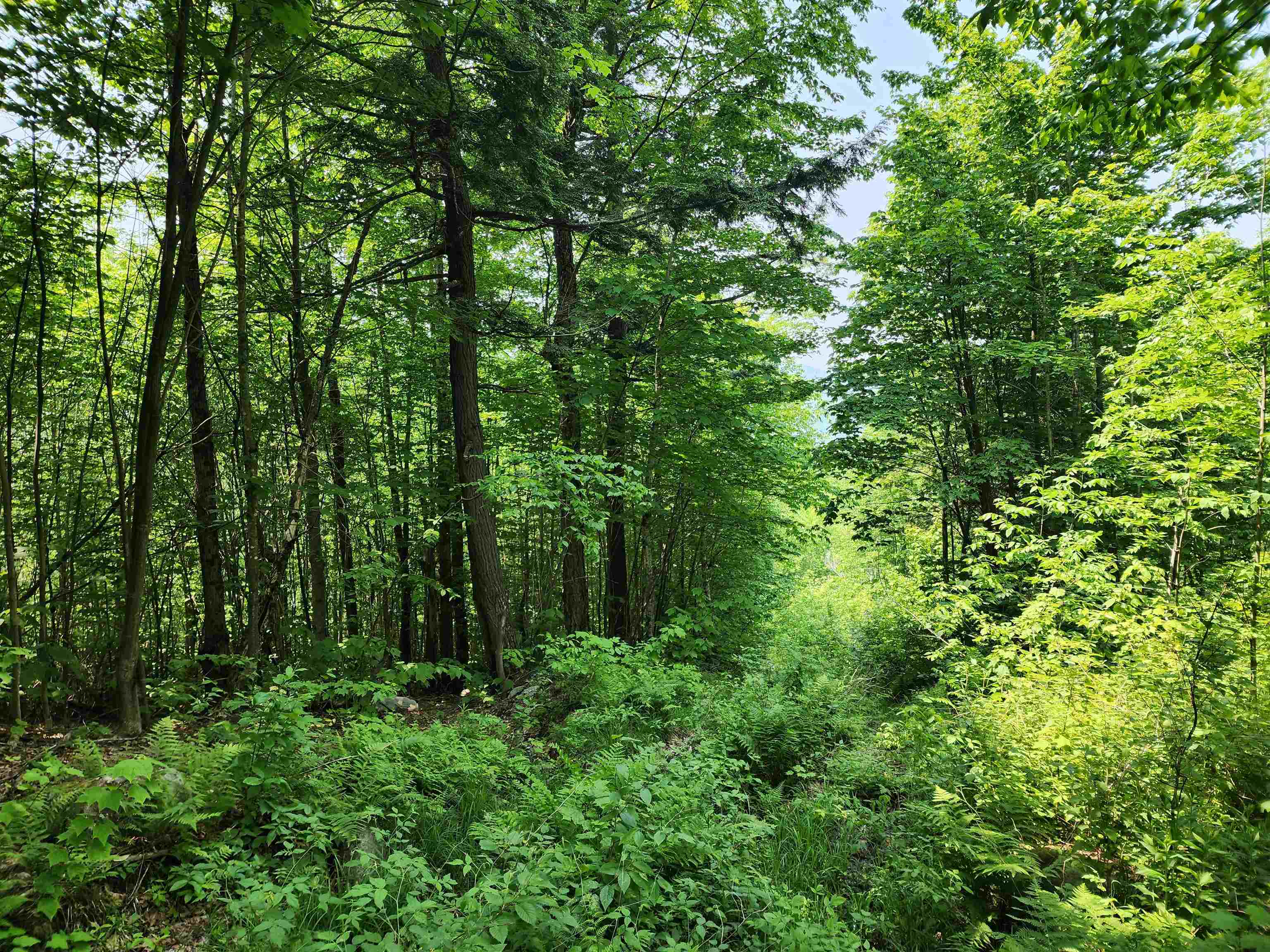 0 Mud Pond Road Dummer, NH 03588 - Photo 7 of 13