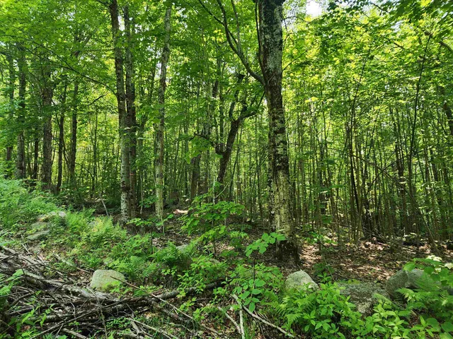 $215,000 | 0 Mud Pond Road, Dummer, NH 03588