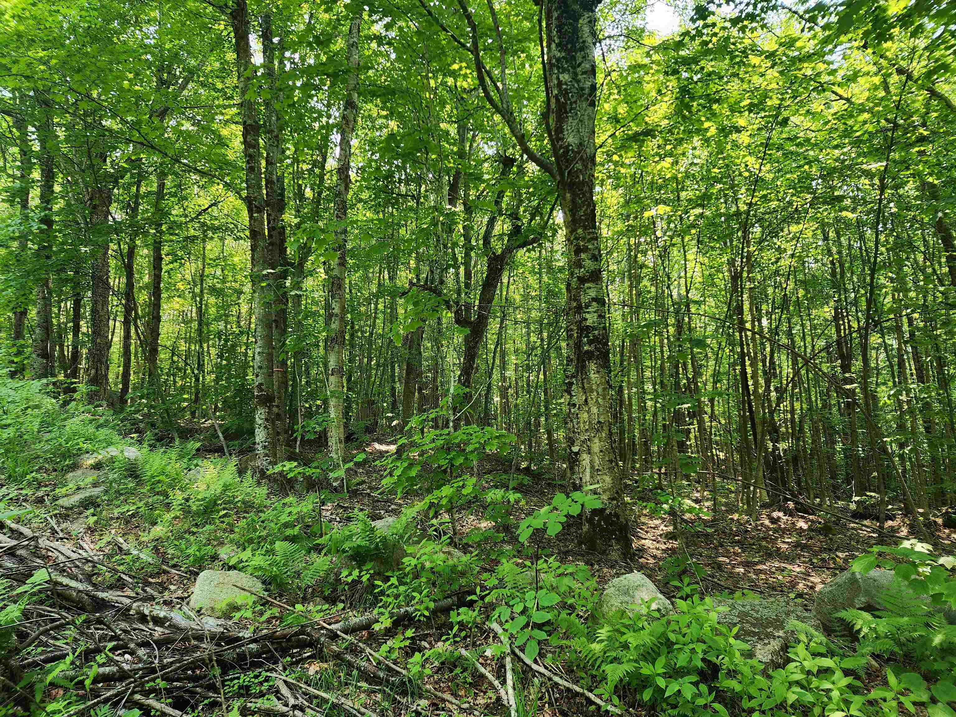 0 Mud Pond Road Dummer, NH 03588 - Photo 8 of 13