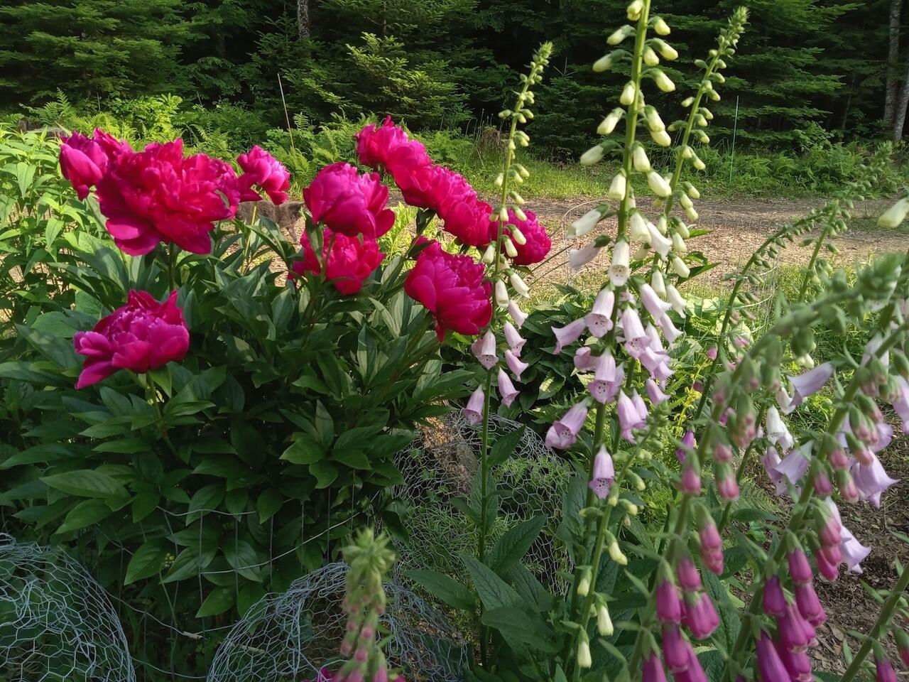 0 Pond View Drive Garland, ME 04939 - Photo 12 of 16 Peonies and foxglove