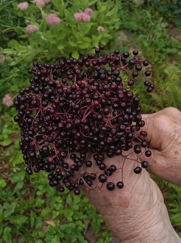 0 Pond View Drive Garland, ME 04939 - Photo 8 of 16 Elderberries