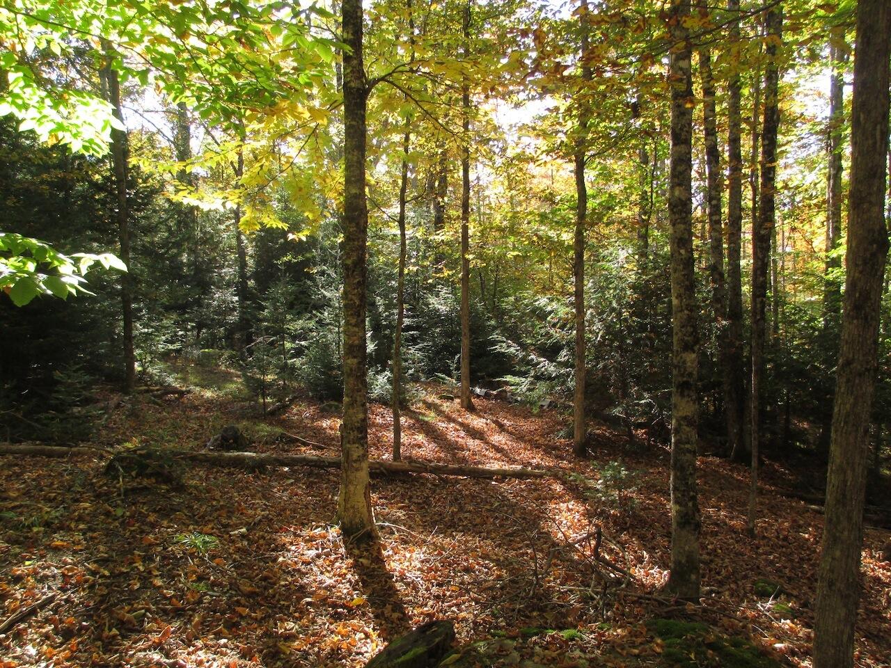 0 Pond View Drive Garland, ME 04939 - Photo 9 of 16 Back corner of property