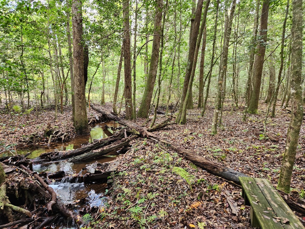 742 County Line Road Buena Vista, GA 31803 - Photo 54 of 74 Year Round Stream