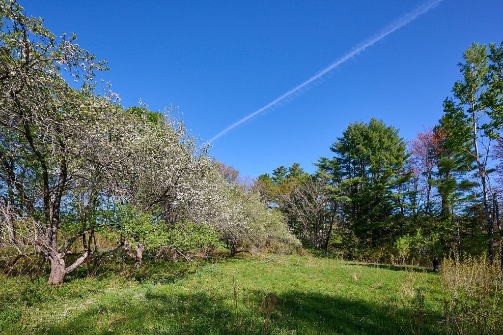0 Radiker Road Worthington, MA 01098 - Photo 17 of 18 a view of a field with a tree