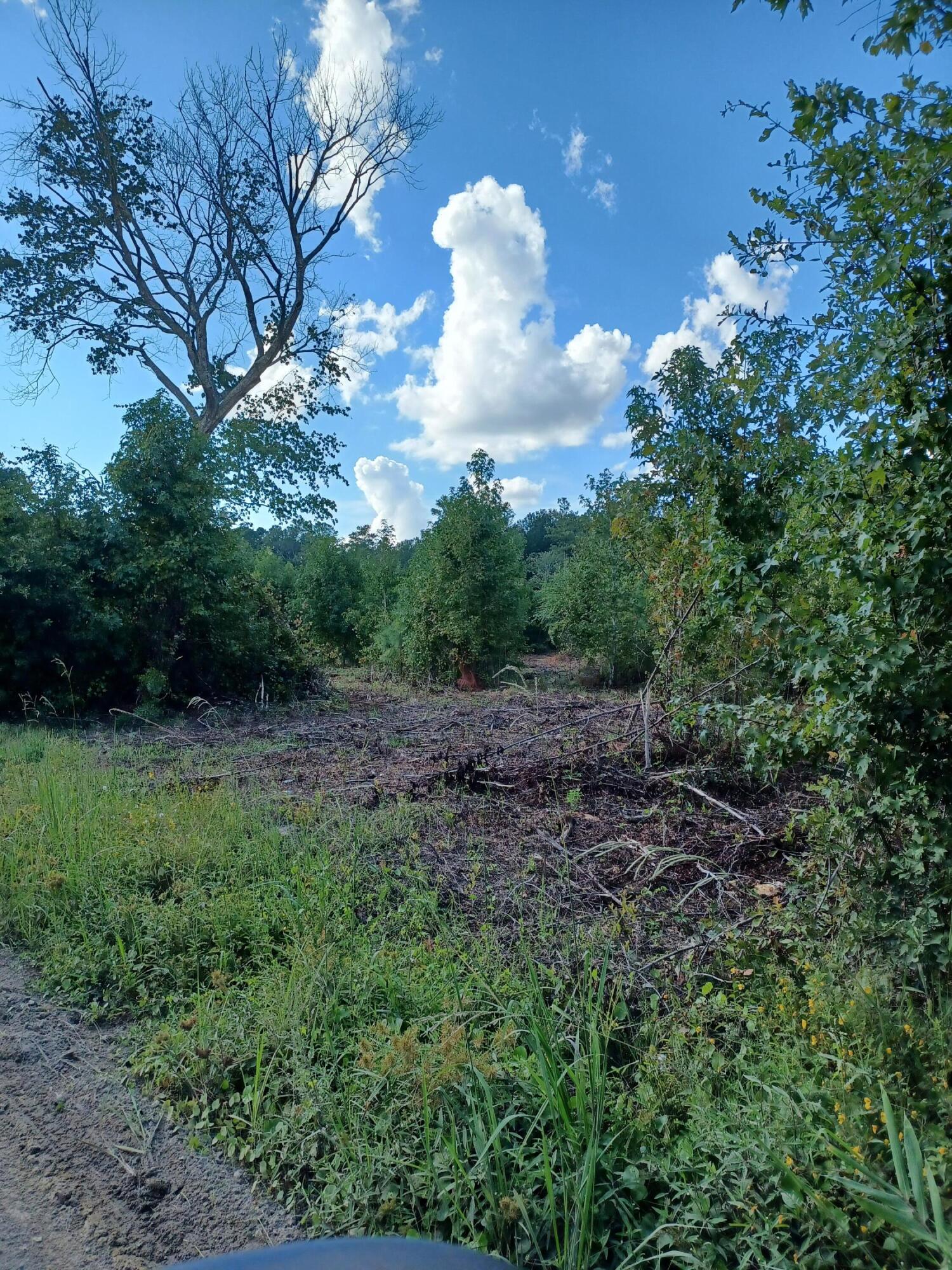0 Bird Pond Road Reevesville, SC 29471 - Photo 3 of 5 20230912_164559