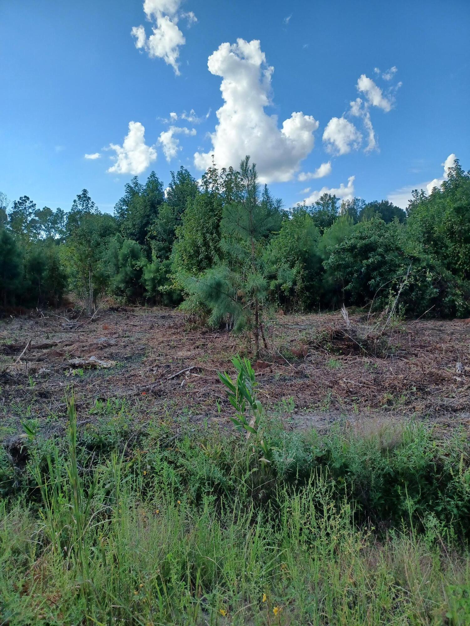 0 Bird Pond Road Reevesville, SC 29471 - Photo 4 of 5 20230912_164632