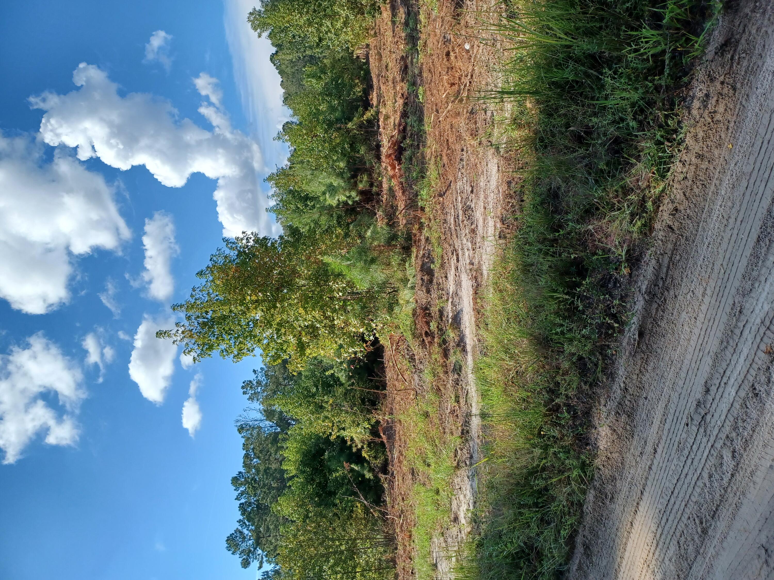 0 Bird Pond Road Reevesville, SC 29471 - Photo 5 of 5 20230912_165535
