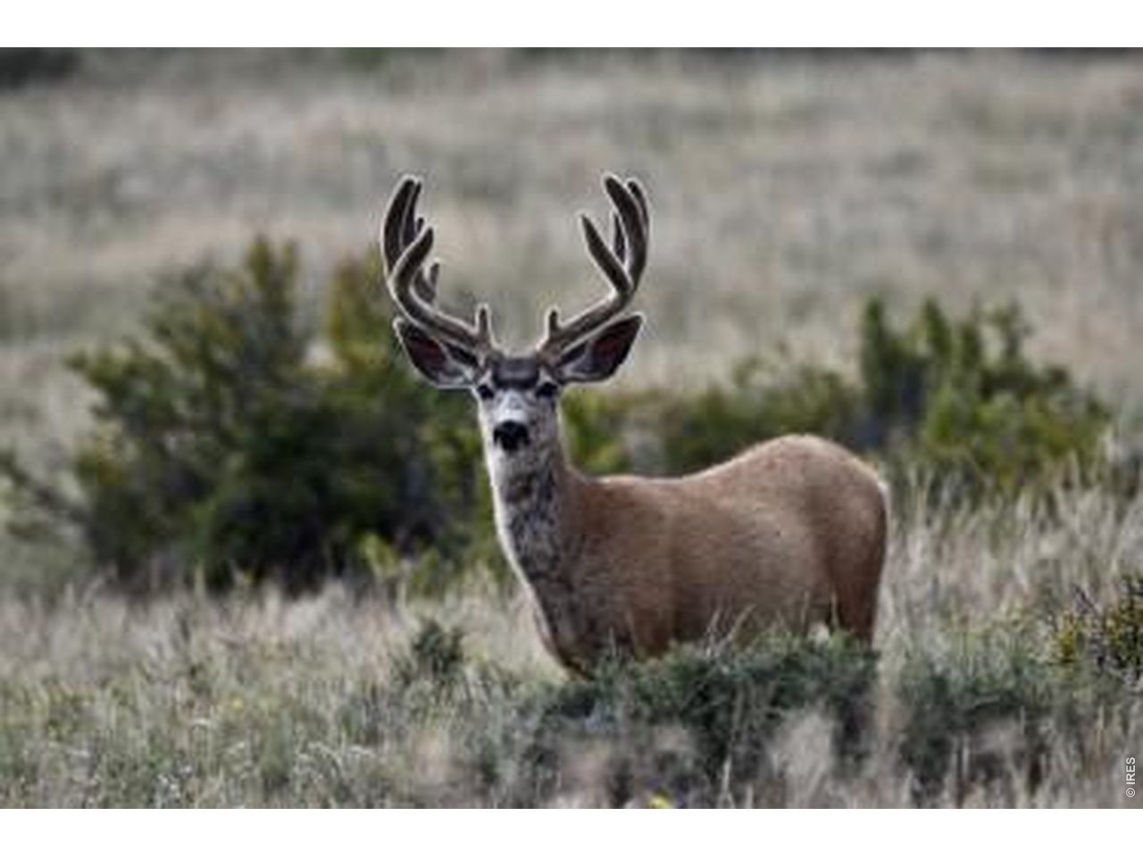 0 Red Feather Lakes Road Livermore, CO 80536 - Photo 4 of 40 Wildlife at your back door