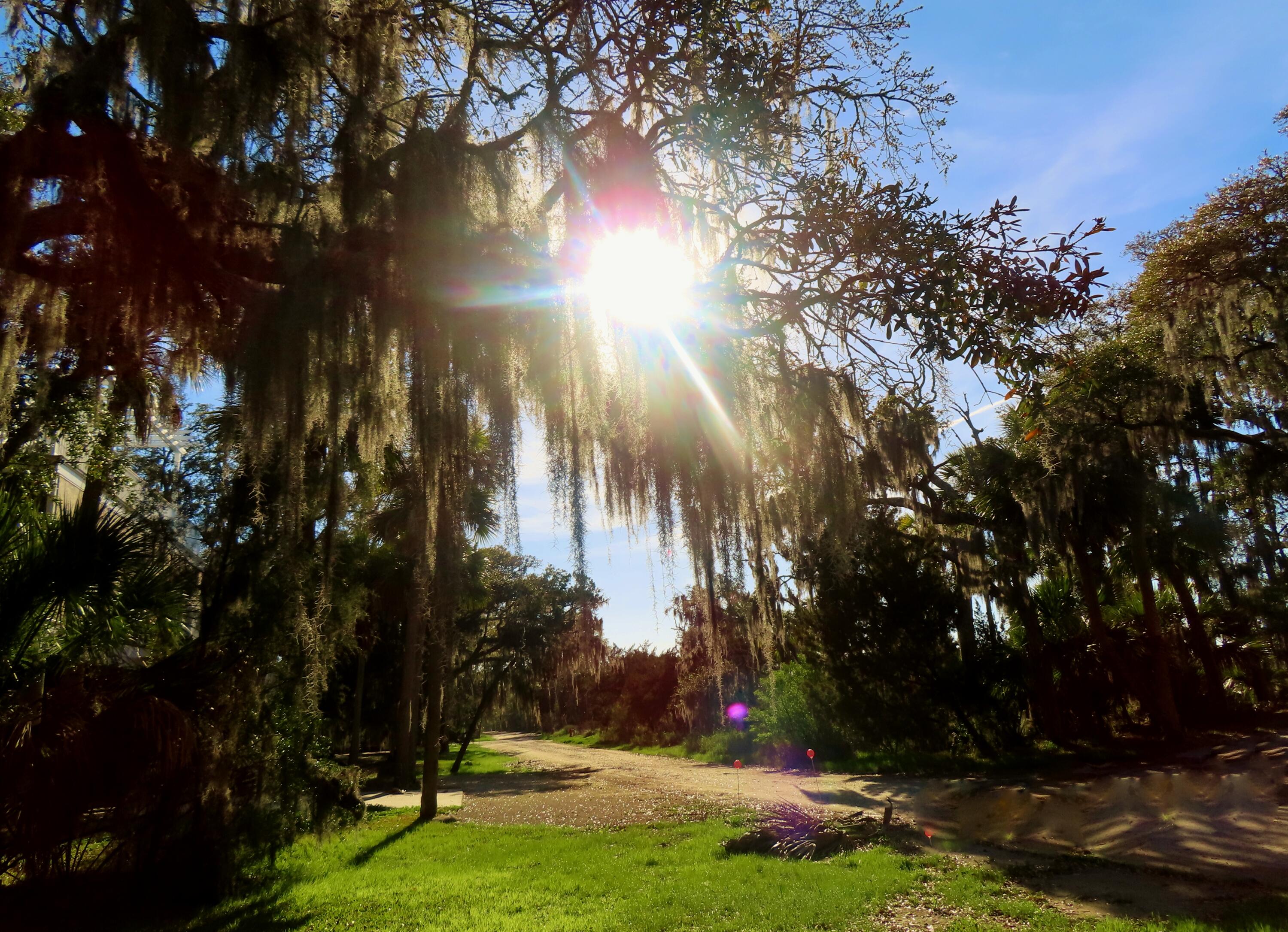 209 Jungle Road Edisto Island, SC 29438 - Photo 9 of 50 1a1