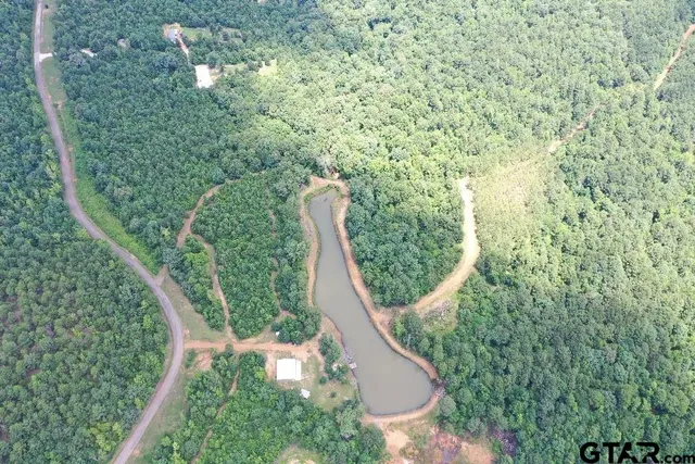 a view of a forest with a street