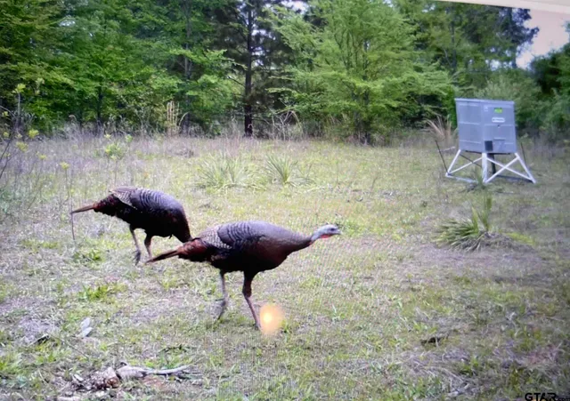 a view of a yard with a table and a chairs