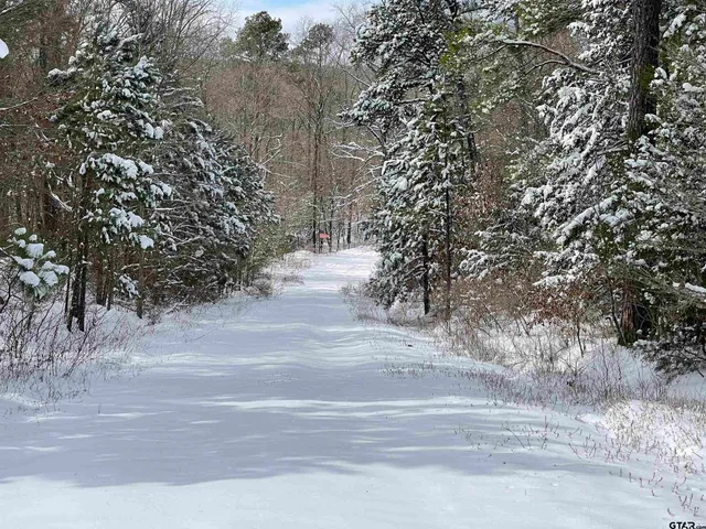 a view of a yard with plants and trees