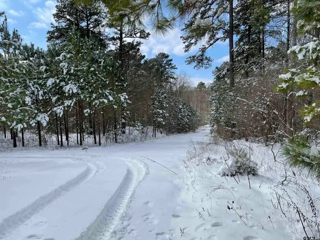 a view of a forest filled with trees
