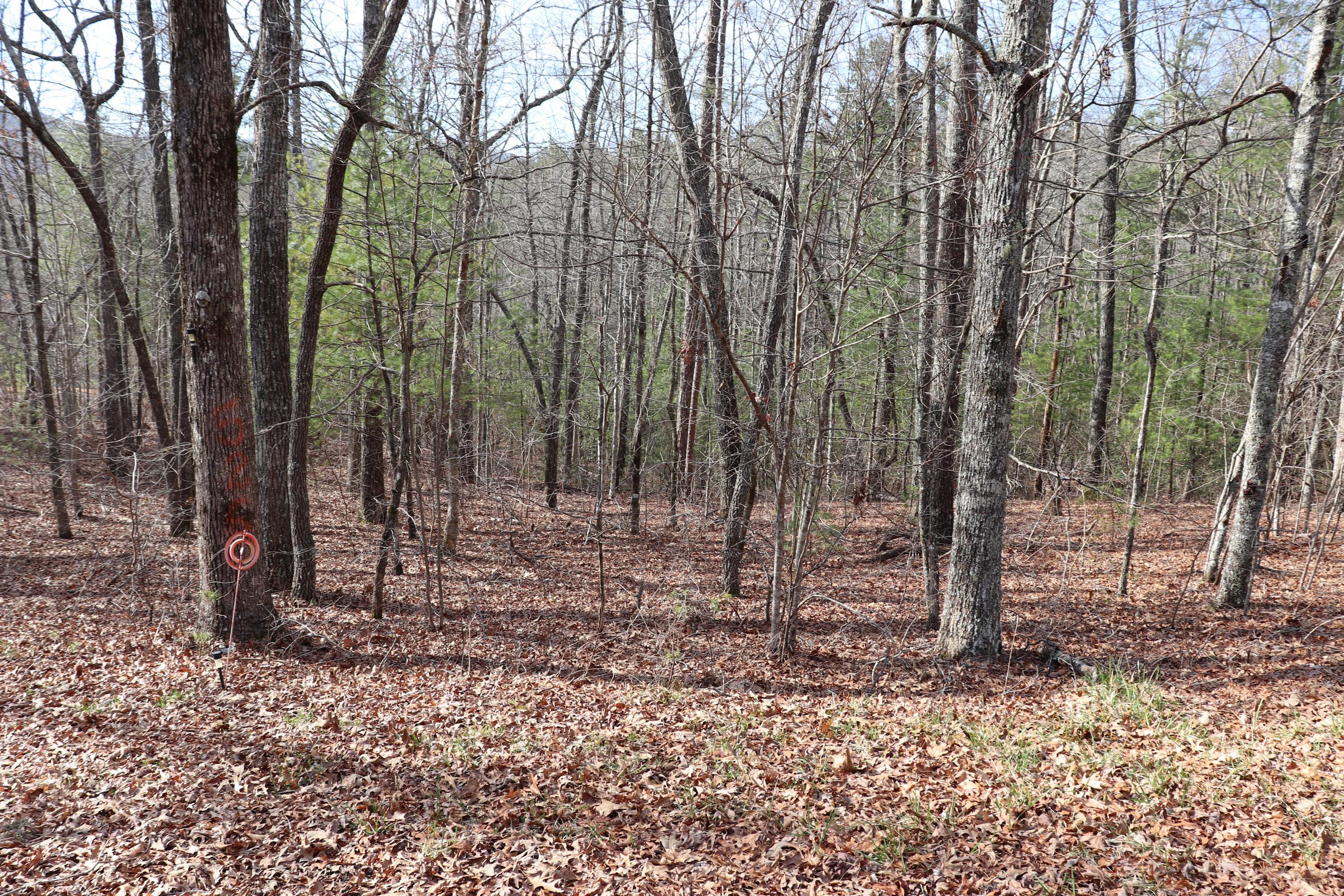 522 Cooper Hollow Road Tellico Plains, TN 37385 - Photo 3 of 3 IMG_1903 (2)