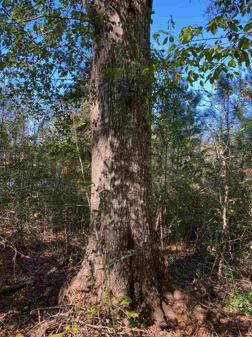 684 Pinola Braxton Road Braxton, MS 39044 - Photo 38 of 50 Photo 38