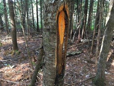 Lot 22 Wolf Run Road Greenbush, ME 04418 - Photo 2 of 2 small_photo(13)