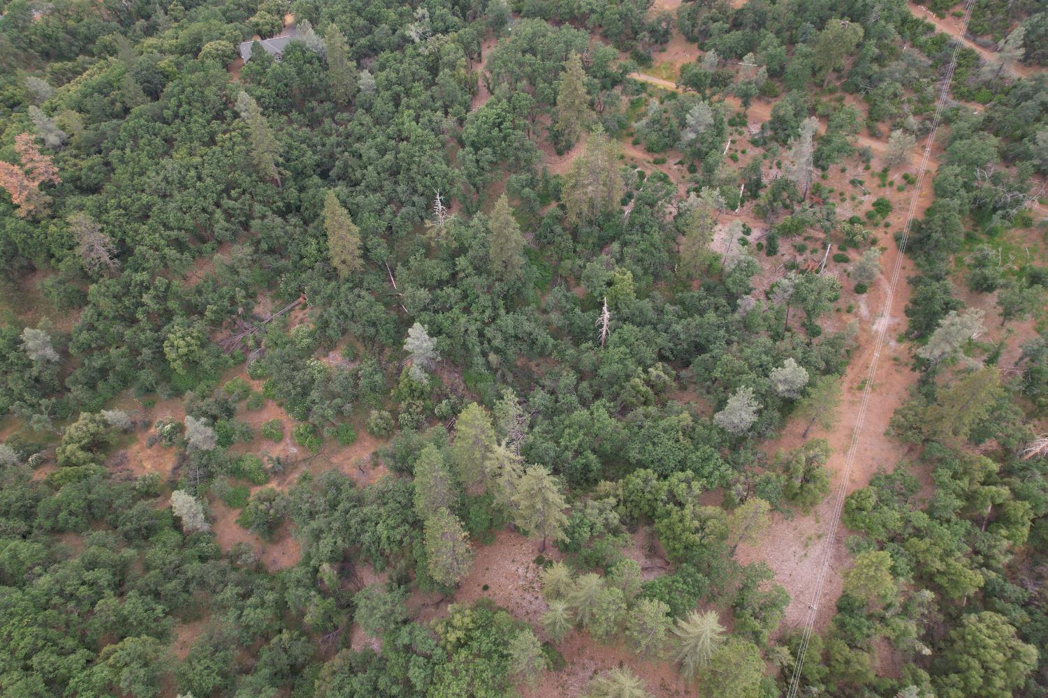0 Bridle Path Road Colfax, CA 95713 - Photo 11 of 14 a view of a forest with lots of trees