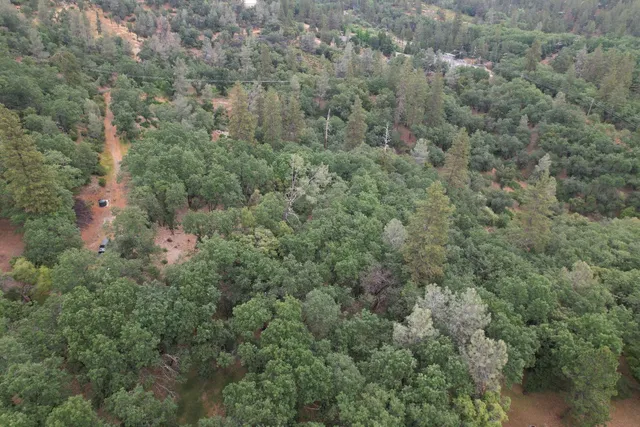 a view of a forest with trees and houses