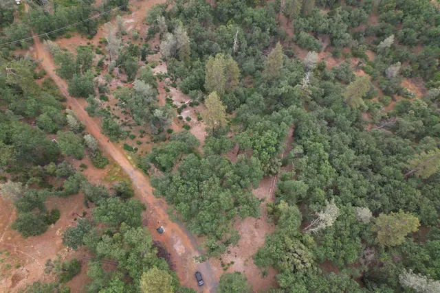 a view of a forest with a tree