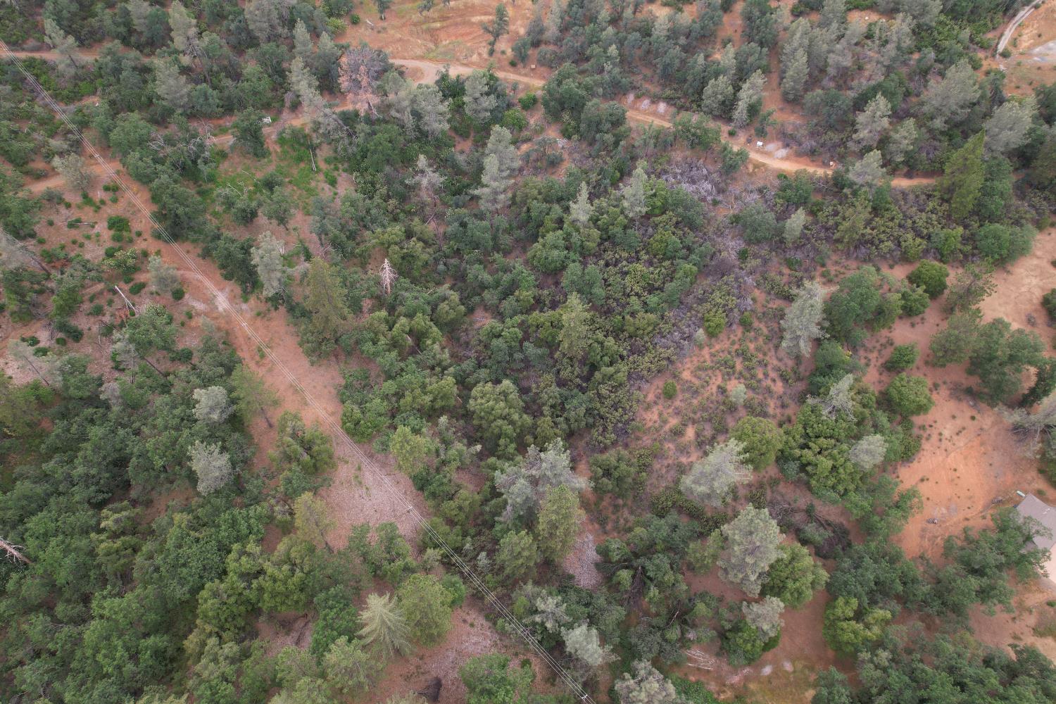 0 Bridle Path Road Colfax, CA 95713 - Photo 9 of 14 a view of a forest with a building