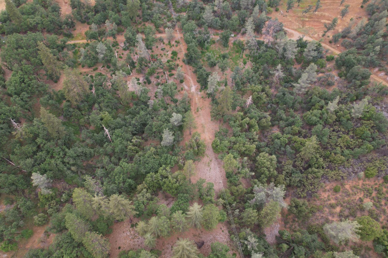 0 Bridle Path Road Colfax, CA 95713 - Photo 10 of 14 a view of a forest with a tree