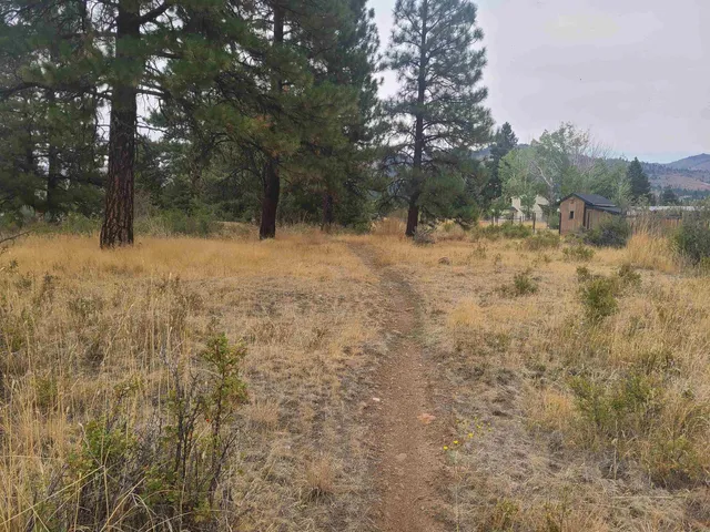 a view of a yard with a tree