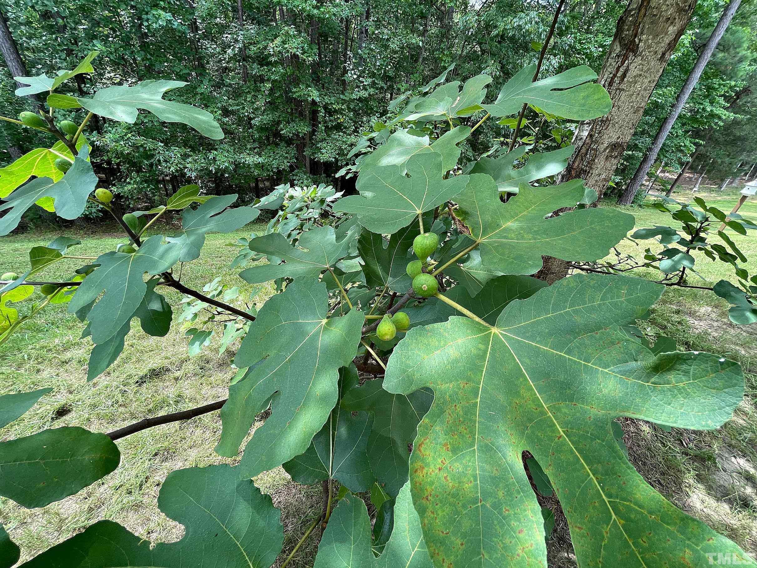 207 Beckingham Loop Cary, NC 27519 - Photo 32 of 40