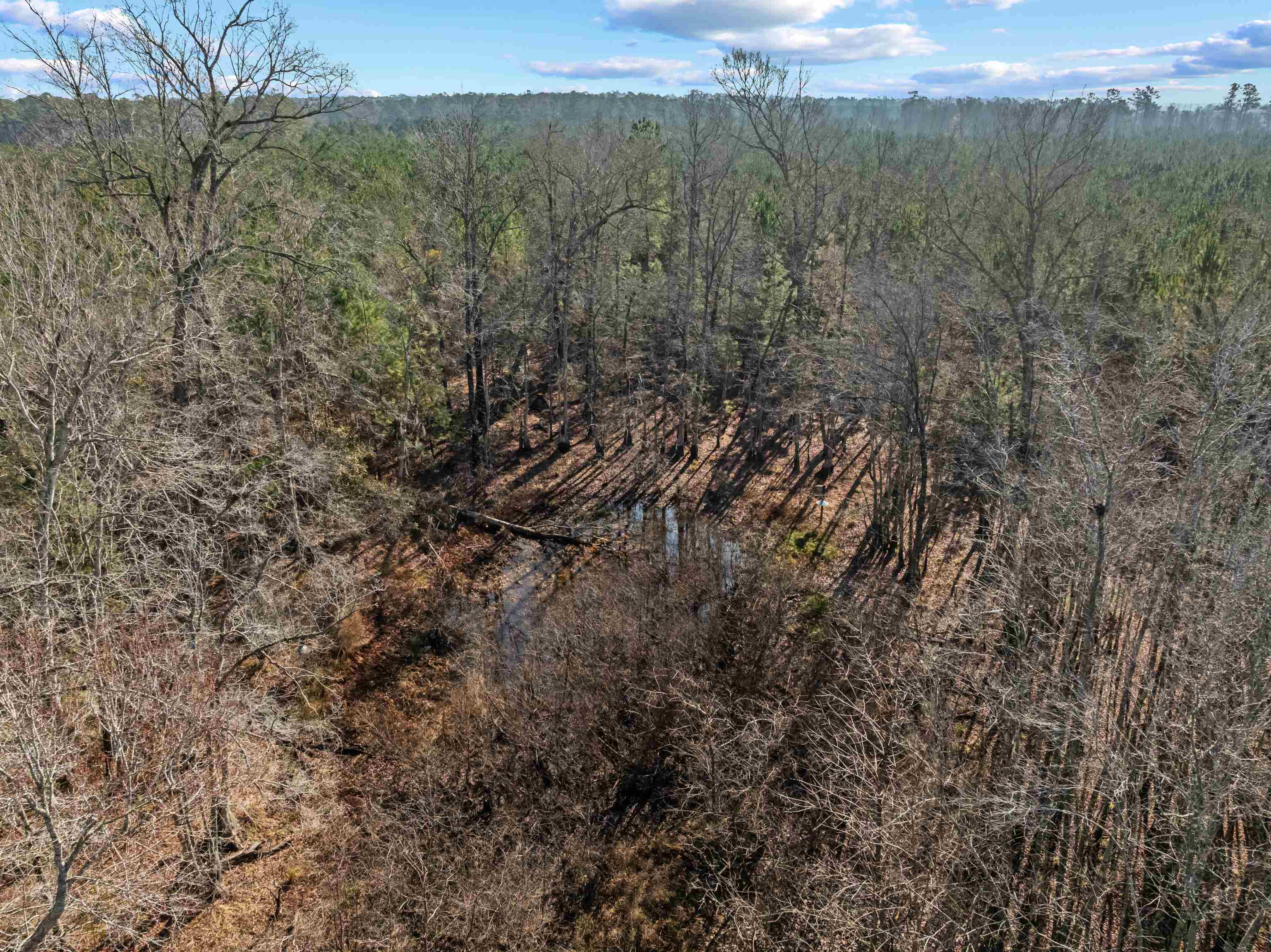Tbd 183-acres Tbd 183-acres Blakely Road Salters, SC 29590 - Photo 14 of 43