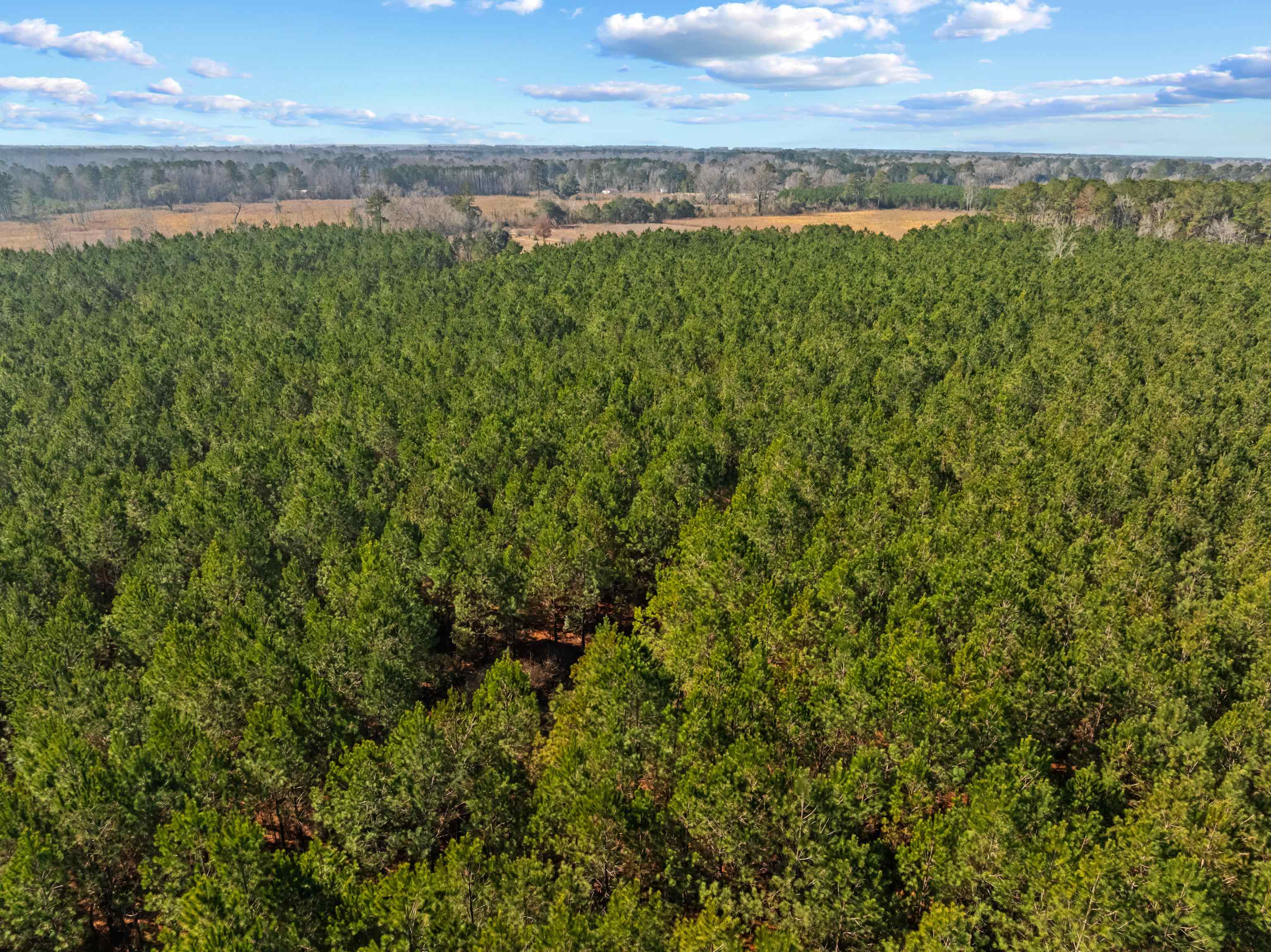 Tbd 183-acres Tbd 183-acres Blakely Road Salters, SC 29590 - Photo 35 of 43
