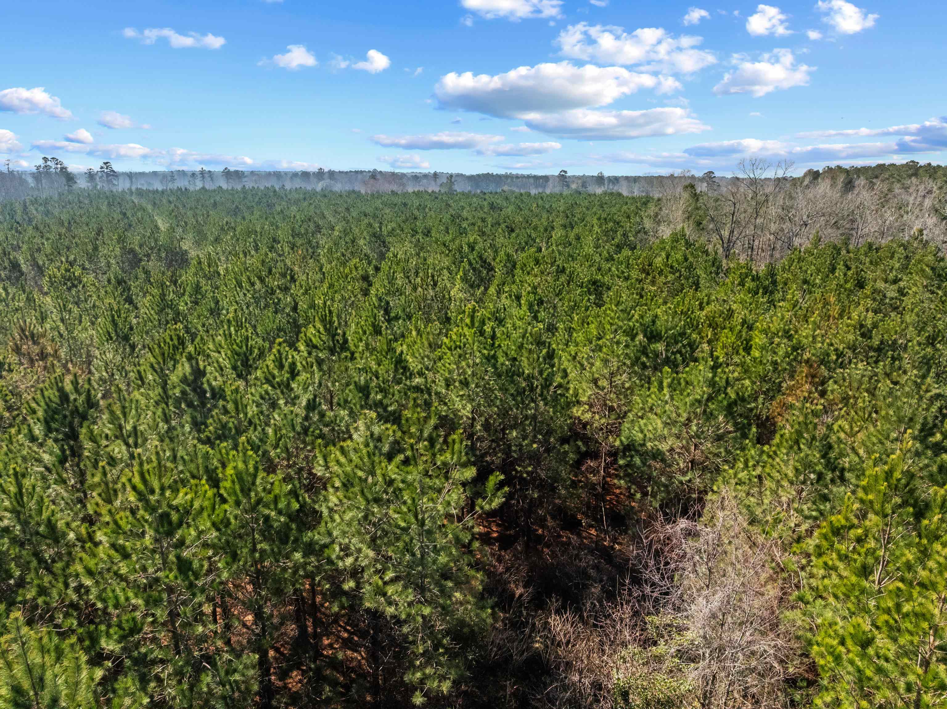 Tbd 183-acres Tbd 183-acres Blakely Road Salters, SC 29590 - Photo 36 of 43