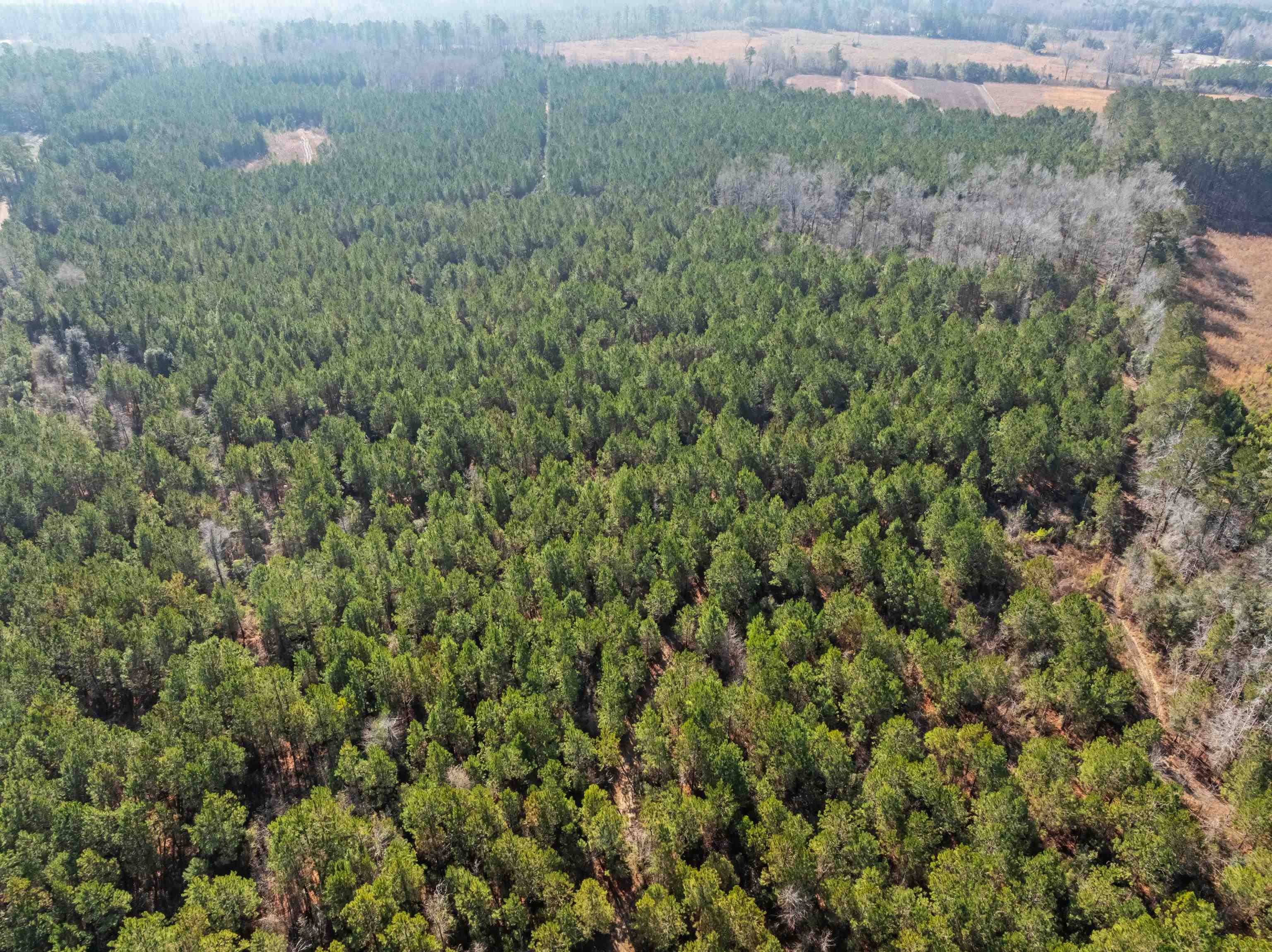 Tbd 183-acres Tbd 183-acres Blakely Road Salters, SC 29590 - Photo 38 of 43