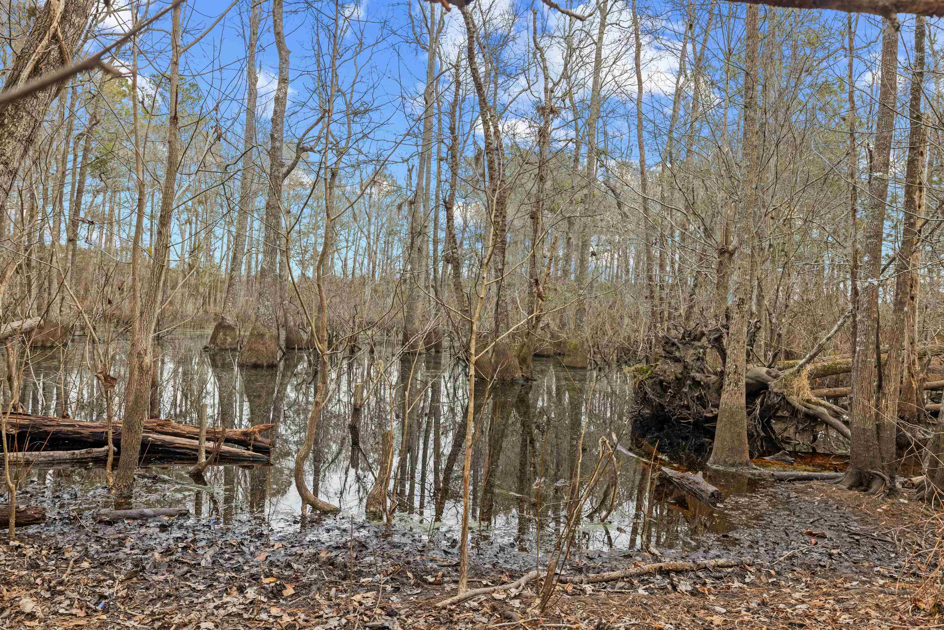 Tbd 183-acres Tbd 183-acres Blakely Road Salters, SC 29590 - Photo 6 of 43