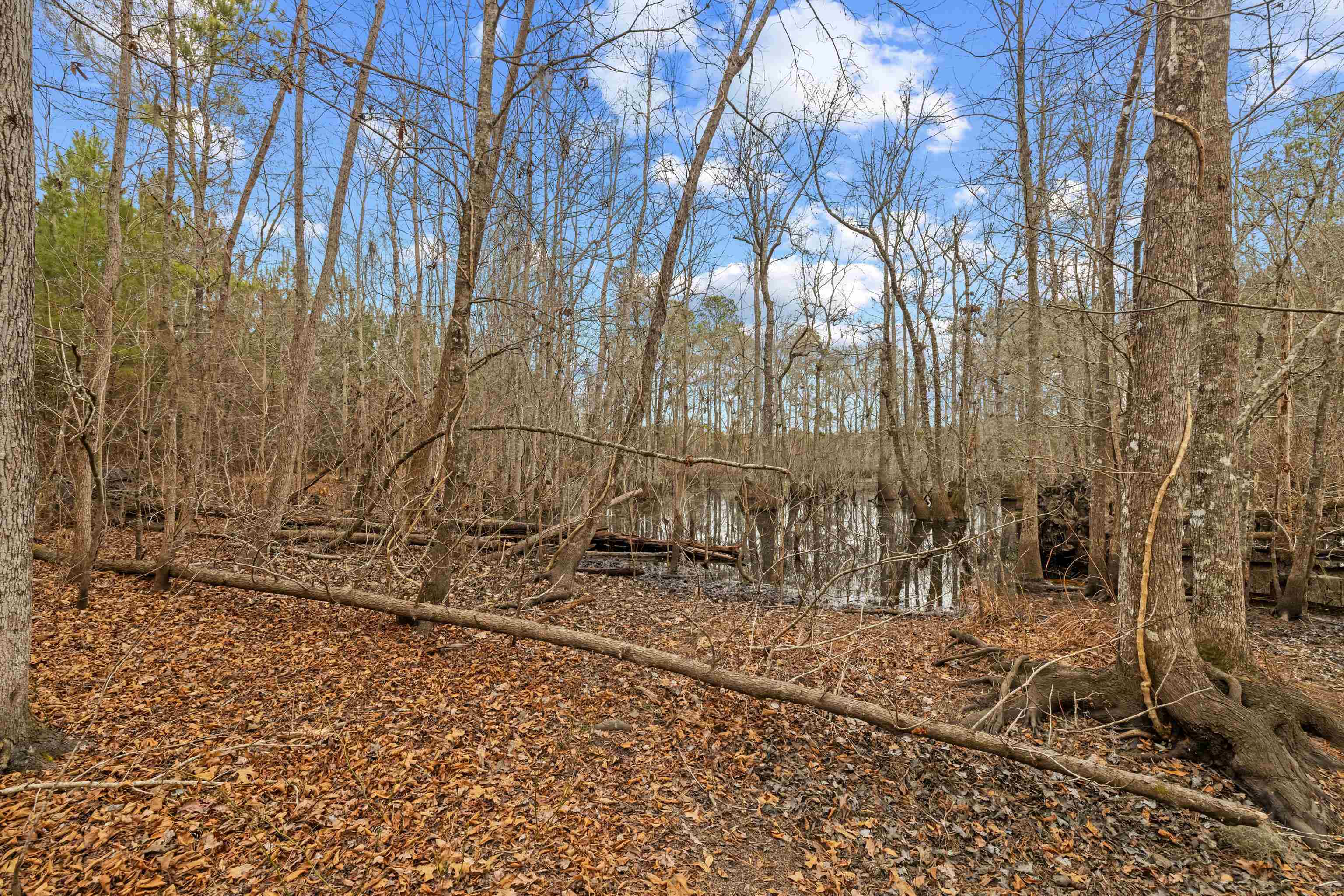 Tbd 183-acres Tbd 183-acres Blakely Road Salters, SC 29590 - Photo 7 of 43