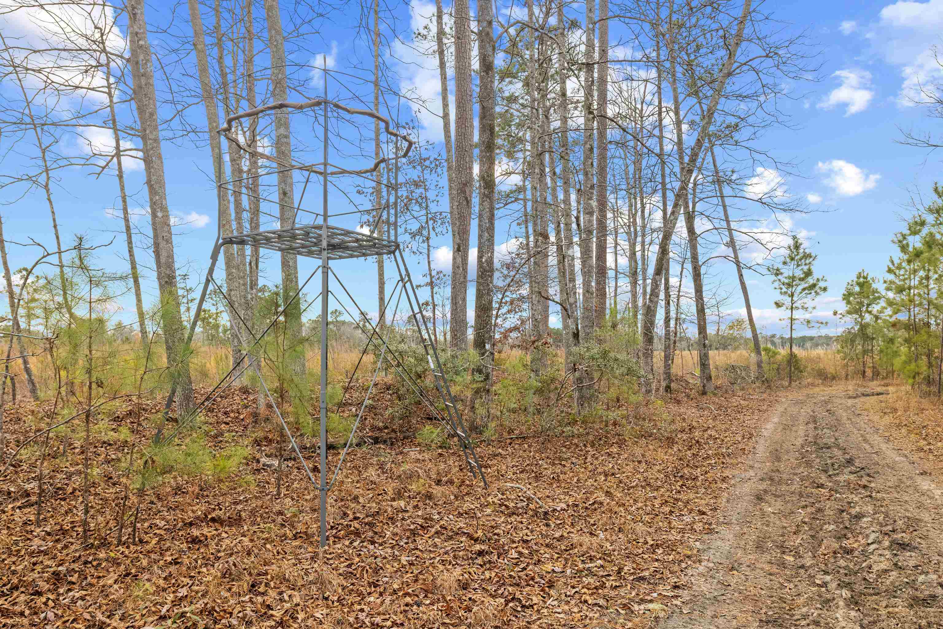 Tbd 183-acres Tbd 183-acres Blakely Road Salters, SC 29590 - Photo 8 of 43