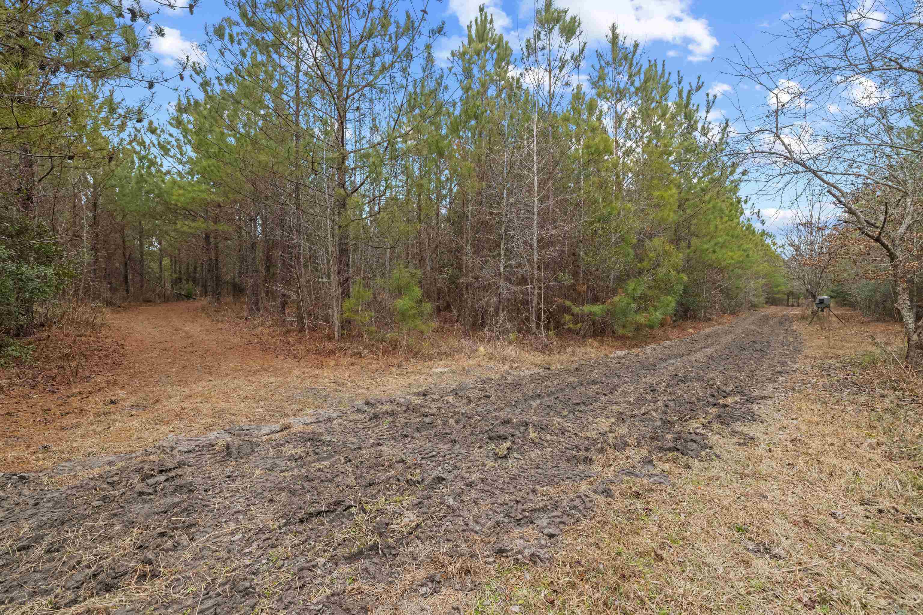 Tbd 183-acres Tbd 183-acres Blakely Road Salters, SC 29590 - Photo 9 of 43