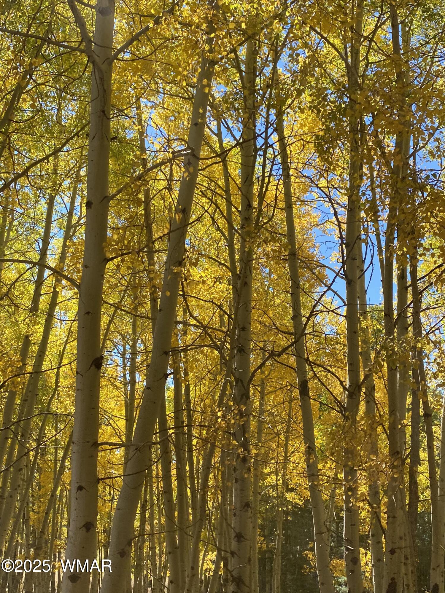 8173 White Oak Road Pinetop, AZ 85935 - Photo 63 of 79 Fall Birch