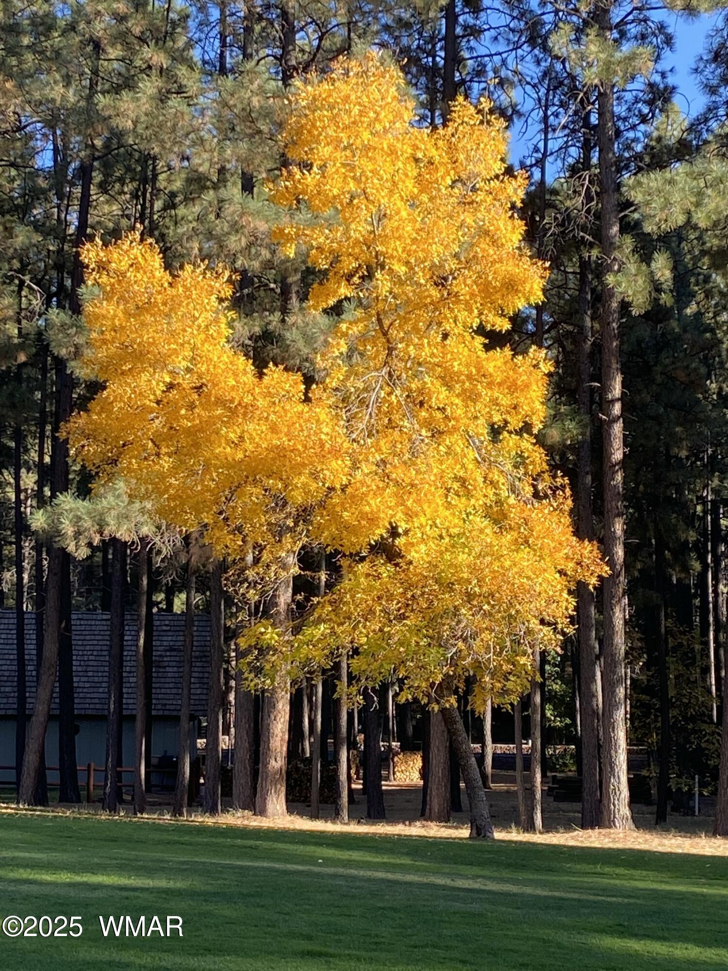 8173 White Oak Road Pinetop, AZ 85935 - Photo 64 of 79 Fall Colors
