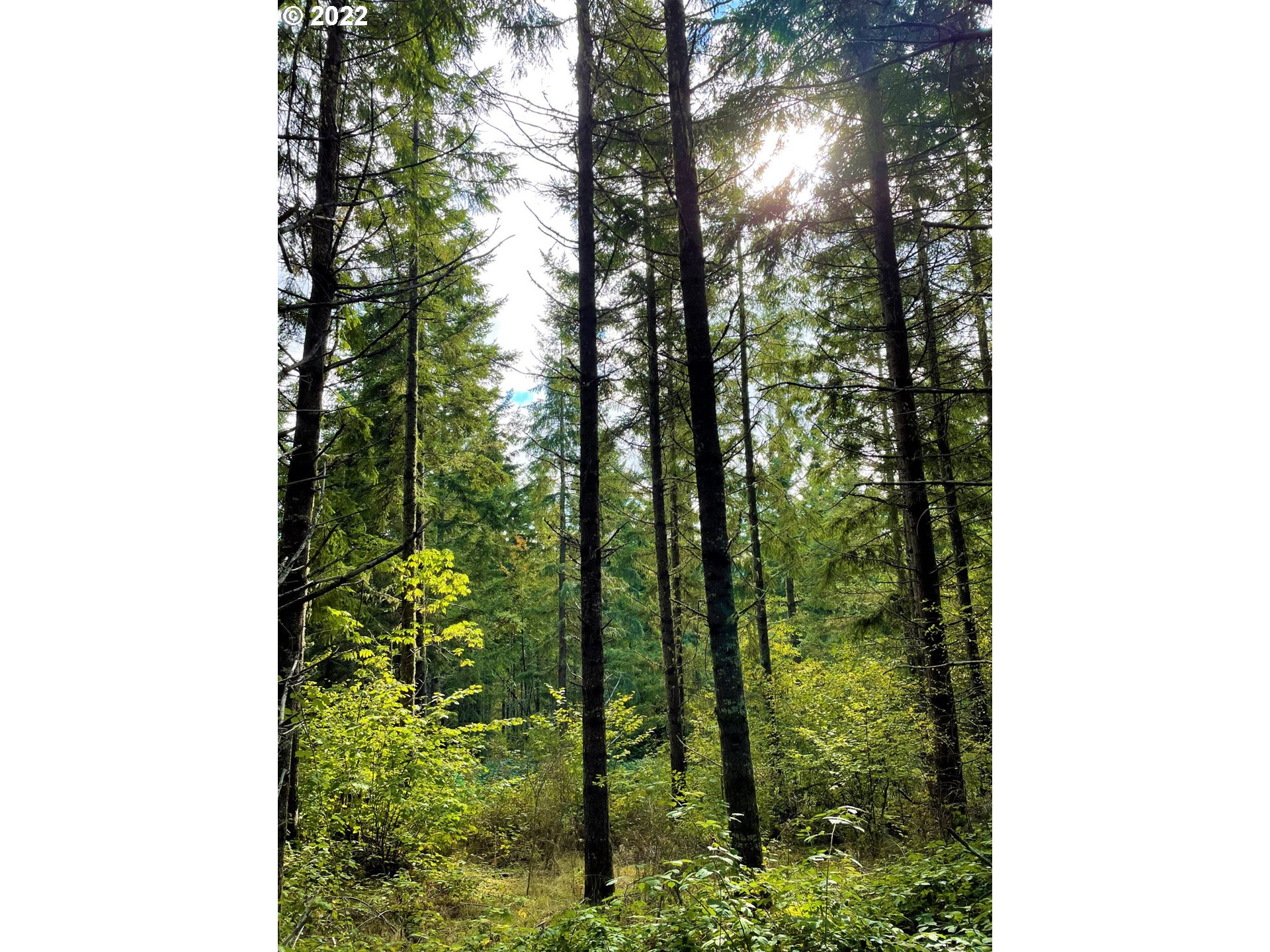 Garoutte Road West, Unit TL900 Cottage Grove, OR 97424 - Photo 26 of 31 Gallery Image 26