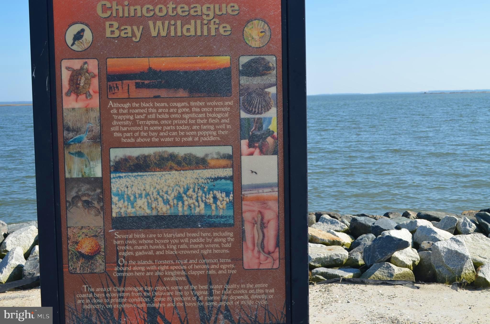 6305 George Island Landing Road Stockton, MD 21864 - Photo 81 of 110 Gallery Image 81