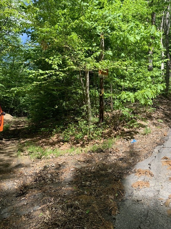 a plant view in yard