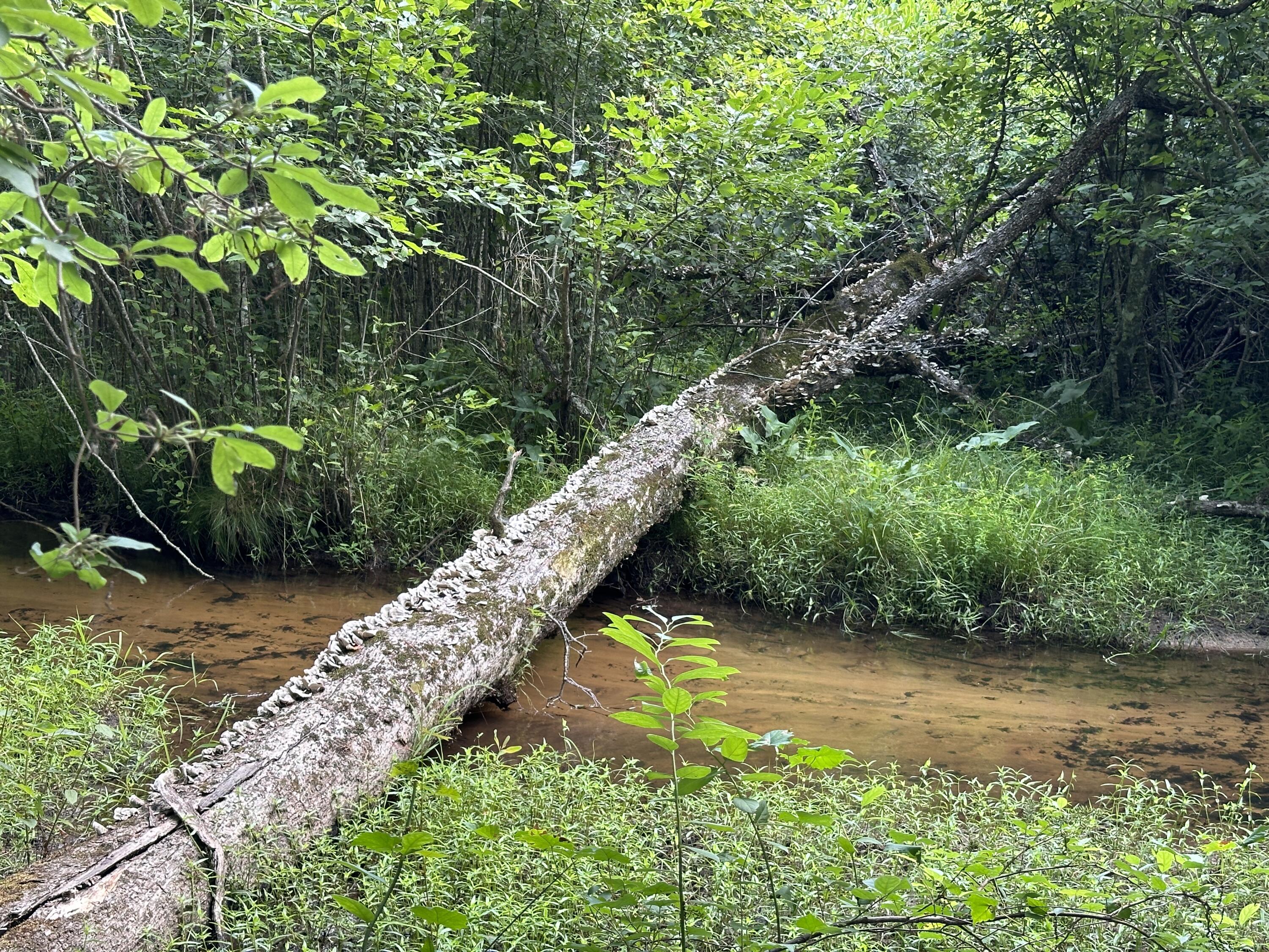 0 Jessie James Pond Road Wrens, GA 30833 - Photo 20 of 51 IMG_8713