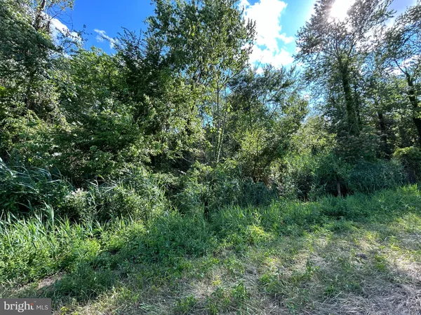 a view of a lush green forest with lawn chairs and a large tree