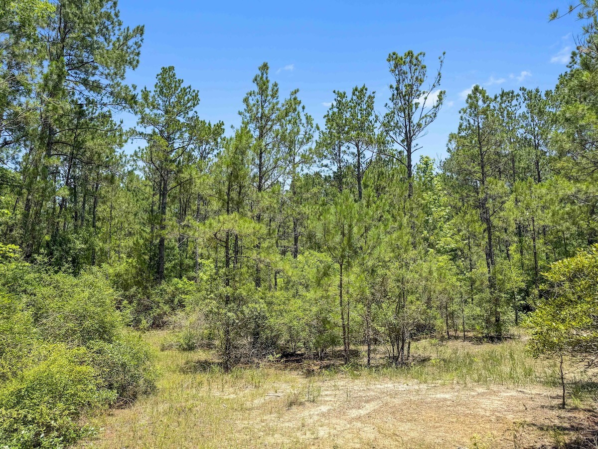 Tbd Hickman Road Burkeville, TX 75932 - Photo 7 of 45