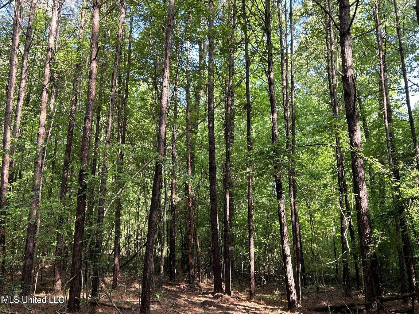 3330 County Road Ethel, MS 39067 - Photo 9 of 10 20250501185526082021000000-o